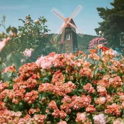 皇冠新体育APP下载手机版